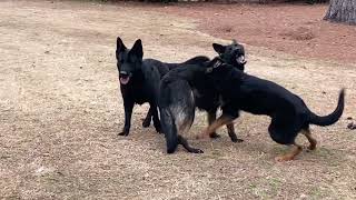 No...These German Shepherds are NOT FIGHTING!!! World Class Dogs w/GSM