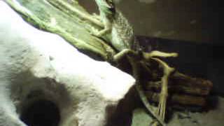 Spycam Lizard - Bearded Dragon screenshot 3