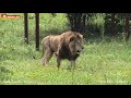 Спасибо всем нашим подписчикам! Продолжаем львиные хроники 2020.Тайган. Life of lions. Taigan