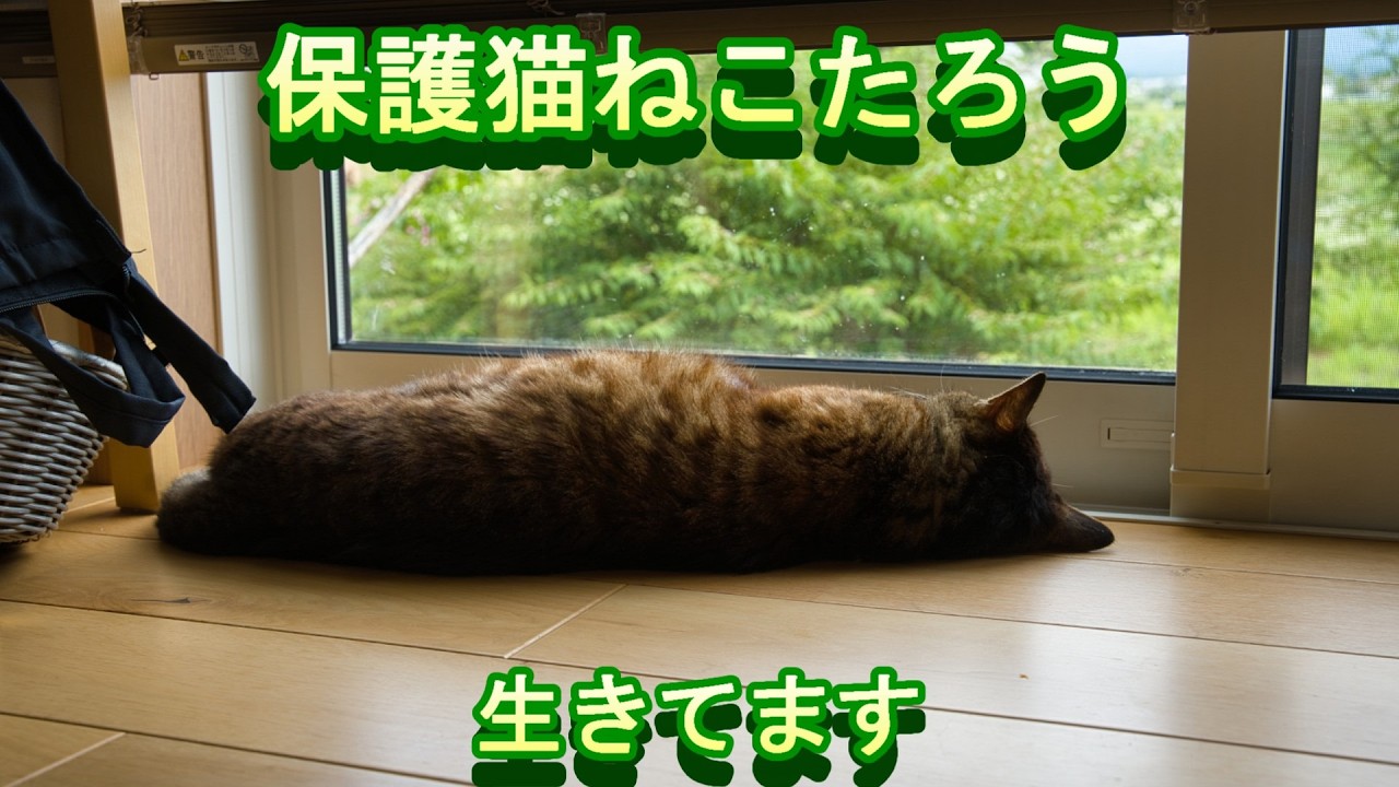 保護猫ねこたろう 生きてます #保護猫 #ねこたろう #猫 #ネコ