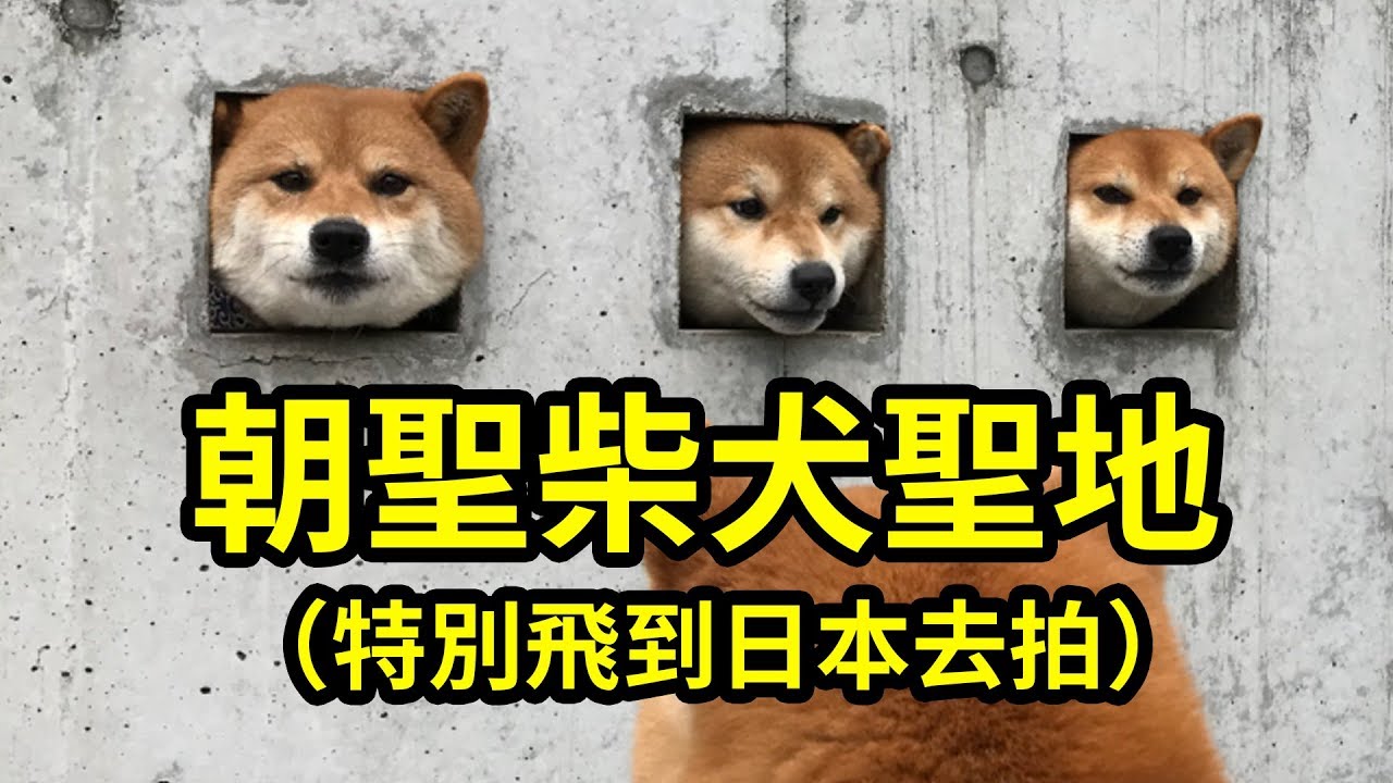 These Three Adorable Shiba Inu Dogs Have Become A Tourist