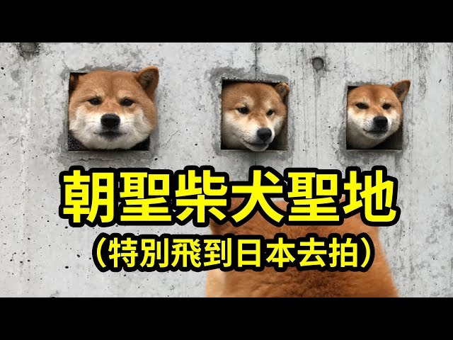 卡在洞裡好可愛！特別飛到日本拍【島原三柴犬】給各位看！｜深日本 第20集｜柴犬三太郎 feat 好倫彈吉他特別版｜