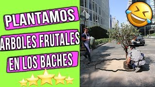 Segunda parte plantando arboles frutales en baches // Experimento social Mensjaeros urbanos