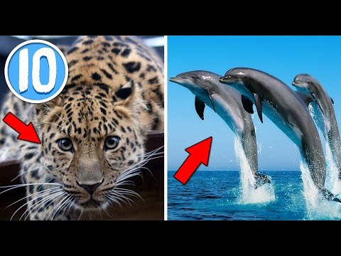 Video: Perché Gli Animali Si Stanno Estinguendo