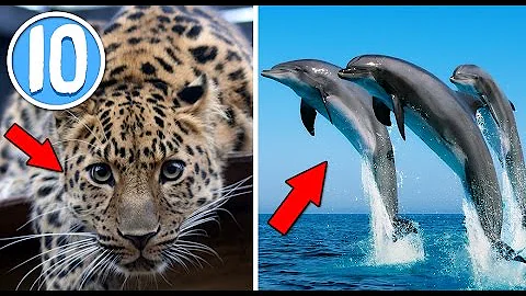 Quali sono gli animali marini in via di estinzione?
