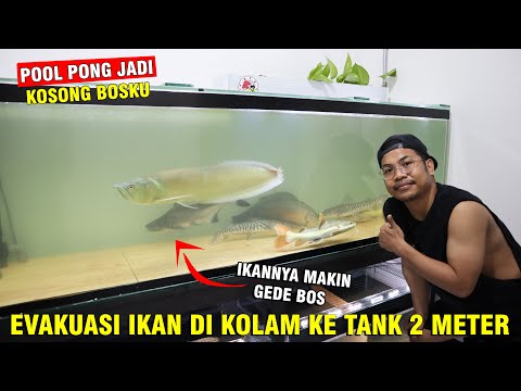 Video: Ikan Gunzon Bermutasi Dan Beradaptasi Dengan Racun Di Dalam Air. - Pandangan Alternatif