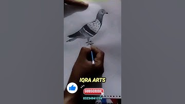 Beautiful Pigeon 🐦 Drawing #calligraphhy #viral #viralshort