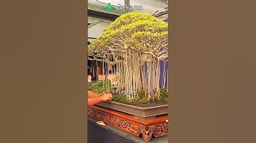 Made Bonsai Plant at Home || Bonsai Tree