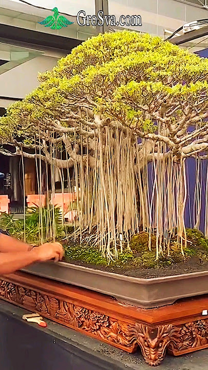 Made Bonsai Plant at Home || Bonsai Tree