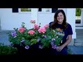 Planting up Containers for Full Sun // Garden Answer