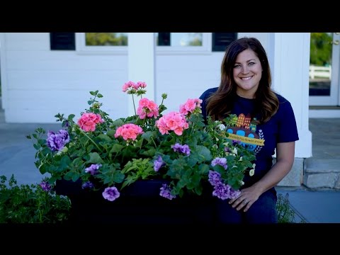 Video: Kā Ziemā Laistīt Pelargoniju Mājās? 18 Fotogrāfijas Cik Bieži Vajadzētu Laistīt? Kā Pareizi Organizēt Pelargonija Dakšu Laistīšanu Katlā?