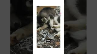 Download Lagu Then Vs Now 🔥 #husky #shorts MP3 Download Lagu Then Vs Now 🔥 #husky #shorts MP3