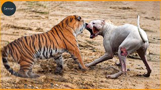 30 Жестокость, Когда На Собак Нападают Леопарды, Тигры, Львы, Питоны |Дикие Животные