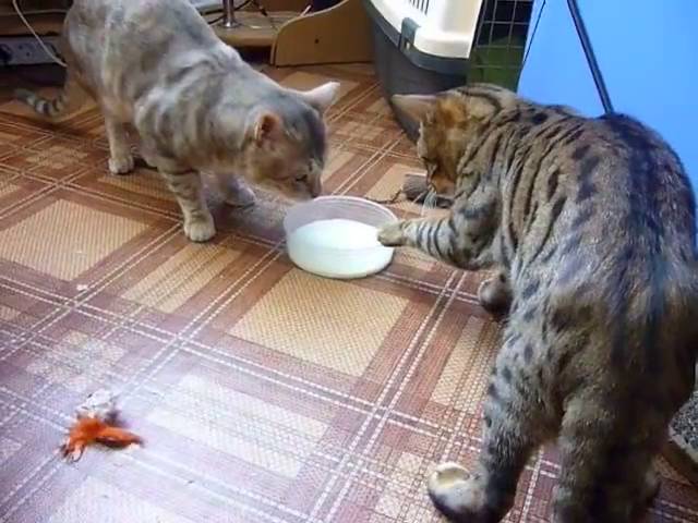 Two cats fighting (politely) over milk