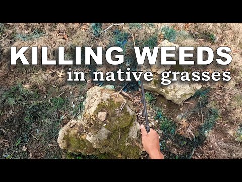 Video: Planting Blue Grama Grass - Cultivaruri Blue Grama pentru peisaj