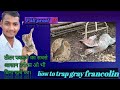 #chandshaikhvlogs #viral how to trap gray francolin. without any investment