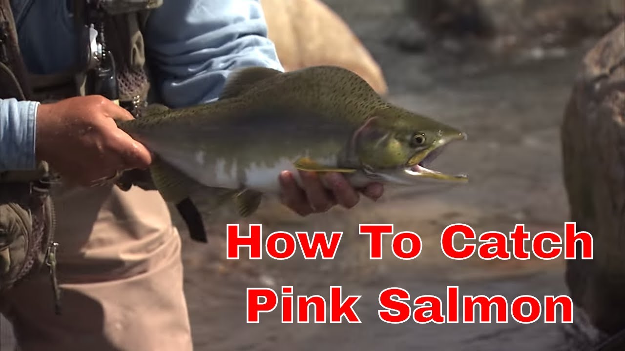 Pink Salmon On A Fly