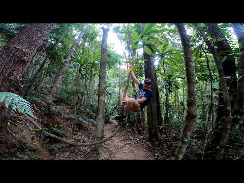 Balade en forêt