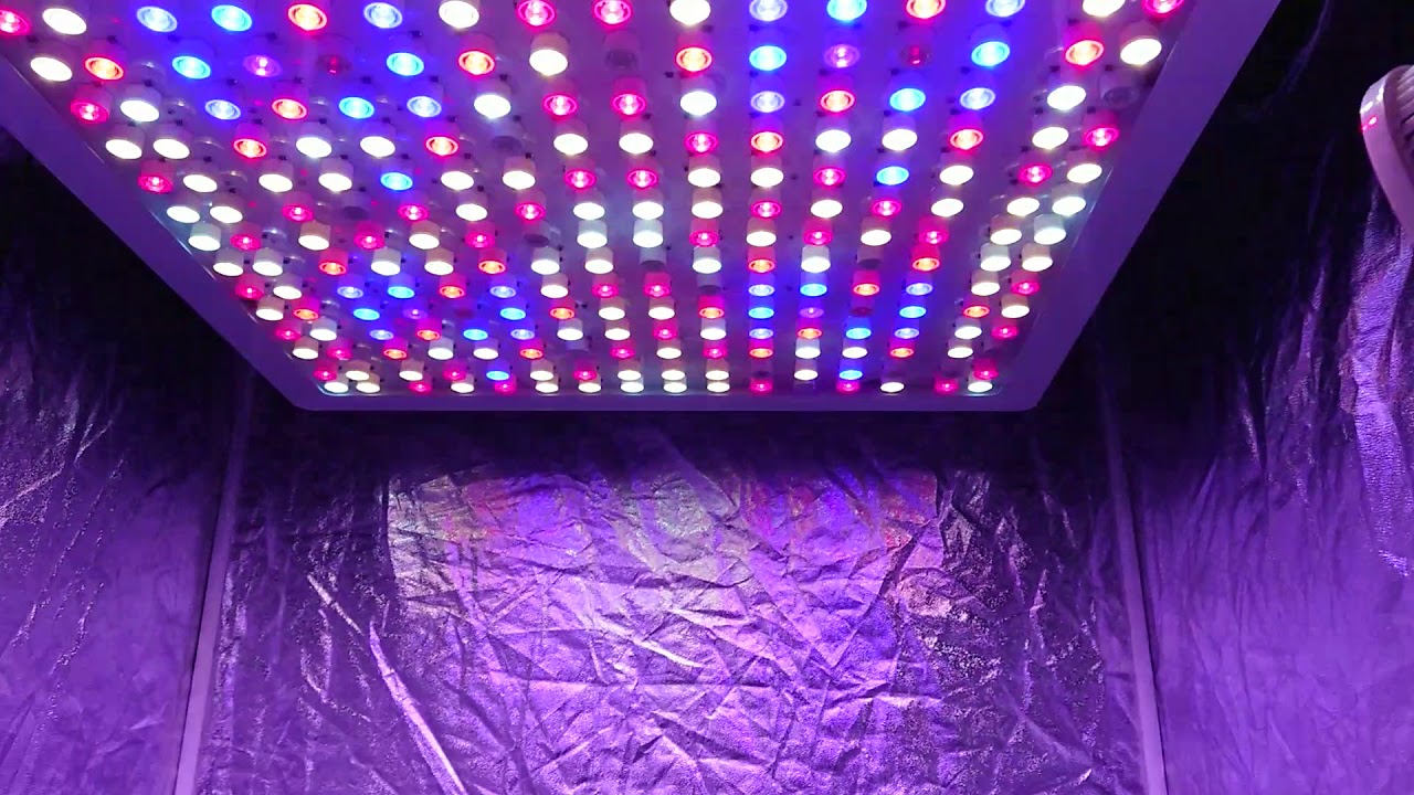 goliath perfect sun is dying on me