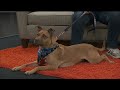 Midwest Access:Pet of the Week: Meet Lulu (and Join the Paws &amp; Claws Pet Walk!)