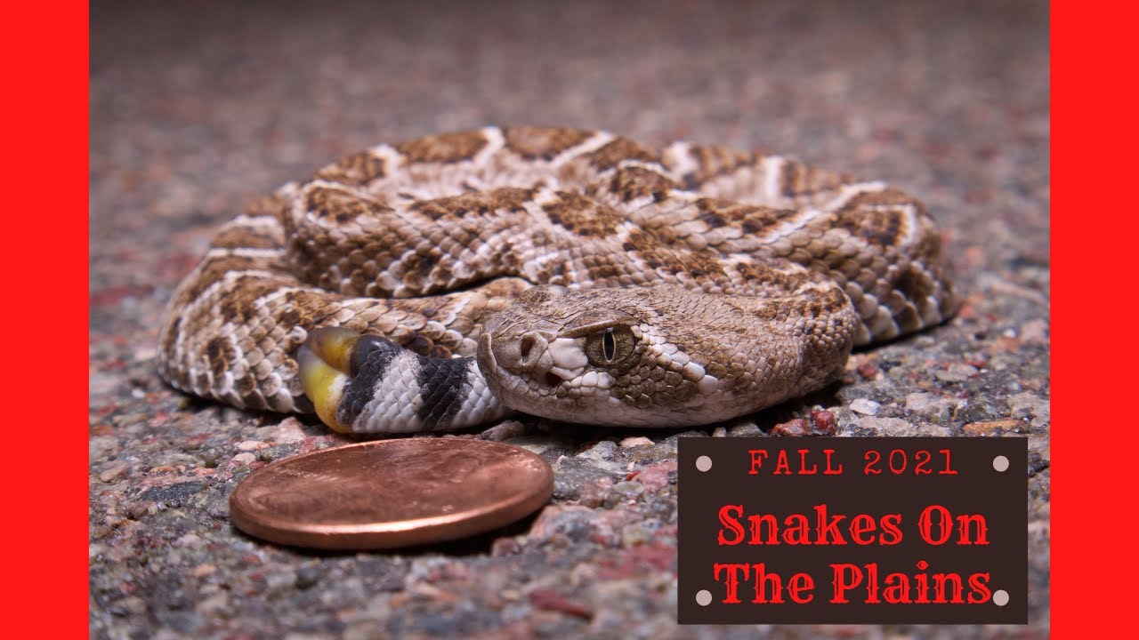 Baby Rattlers!! Fall 2021 The Lost Clips!! YouTube