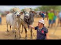 PILILIU COMPRA 2 TOUROS GIGANTES NA FEIRA DO GADO EM CACHOEIRINHA