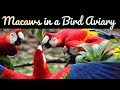 Macaws in a Bird Aviary: Nature’s