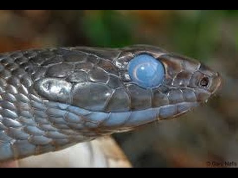 snake shedding process! - youtube