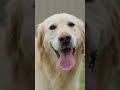 Goldy, The Leg-Humping Retriever ❤️‍🔥🦵🏼🐕 #DBVB