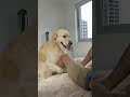 Goldy, The Leg-Humping Retriever ❤️‍🔥🦵🏼🐕 #DBVB