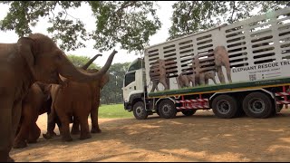 Herd Exciting On Arrival Of New Rescue Elephant “Dok Koon”  ElephantNews