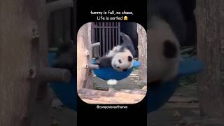 Download Lagu mzaa ni life #funnypandamoments #companionsofhuman MP3