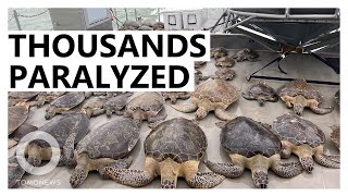 9,000 Cold-Stunned Sea Turtles Rescued Off Texas Coast