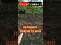 Пробуєм вирощувати кавуни та дині  #farming #garden #agriculture #diy