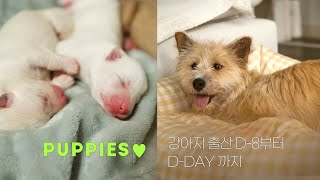 (ENG) 강아지 출산 D8부터 DDAY까지 / 유기견이었던 버터의 엄마되기  / The birth of puppies