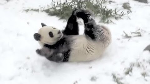 Giant panda takes a tumble in the snow