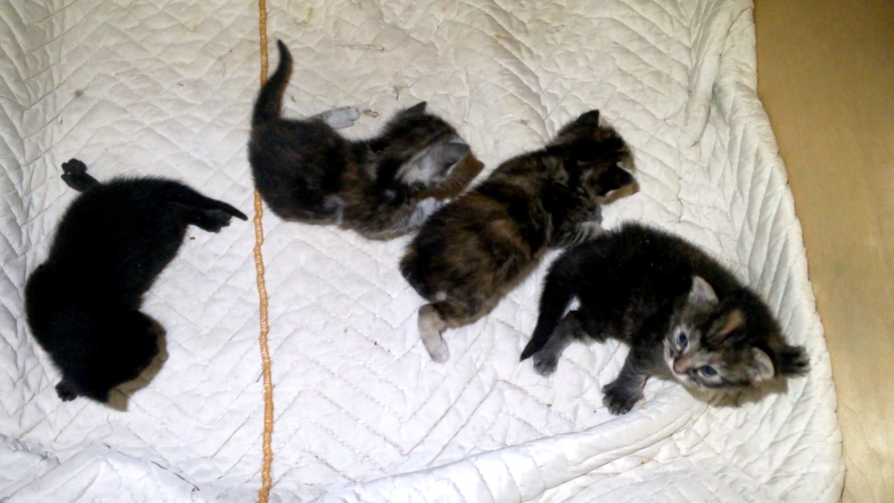 5 day old kittens