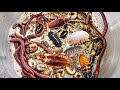 HELLO Catching INSECTS,Earth worms,Cockroaches,Coconut worms,Bugs.#insects #subscribe #animals