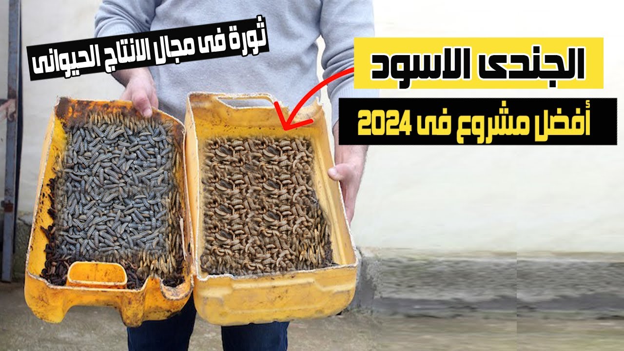 تربية وأكثار يرقات الجندى الاسود بديل العلف وطعم صيد الاسماك -أفضل مشروع فى 2024