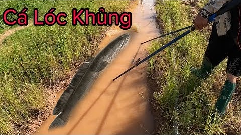 Kích Cá Dọc Kênh Mương Thu Hoạch Gần 10 Con Cá Lóc Khủng |Fish king vn