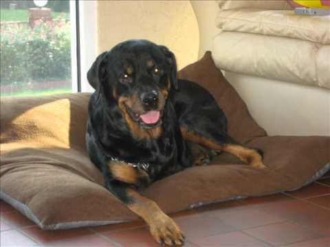 rottweiler cancer rottweiler cancer quot jade quot in loving memory r i p rottweiler cancer rottweiler cancer quot jade quot in loving memory r i p