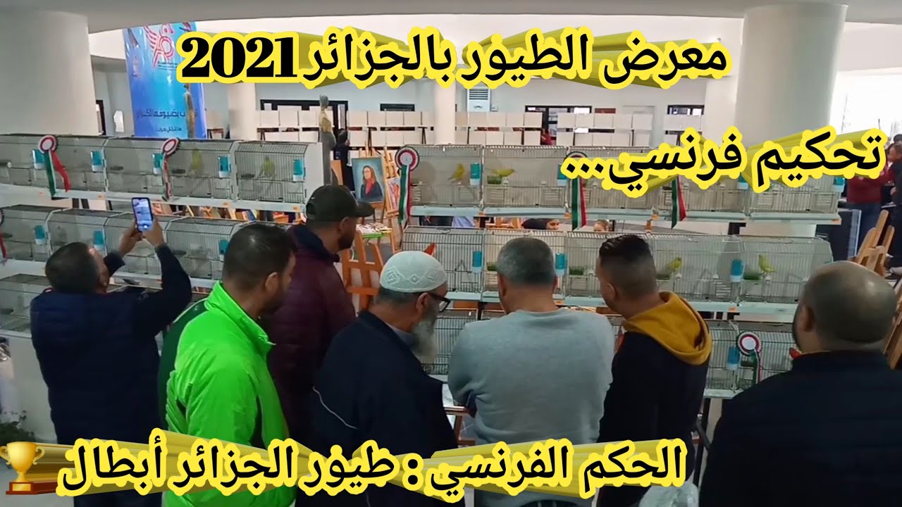 لأول مرة مسابقة و معرض الطيور 2021/ مدرسة الفنون الجميلة/سطيف/التحكيم أجنبي/طيور الجزائر أبطال 🏆🏆🏆