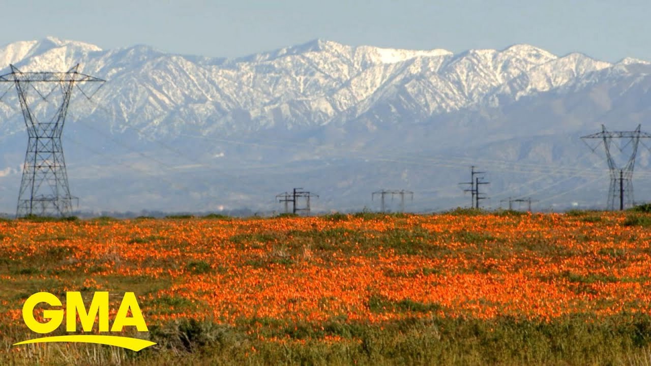 Super Bloom Watch: Will the Rare Desert Wildflower Burst Return in