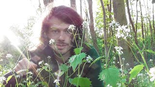 Essbare Wildpflanzen: Die Knoblauchsrauke (Alliaria petiolata) - Bestimmung, Verwendung, Geschichte