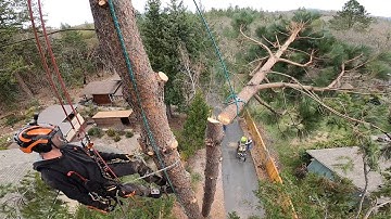 Basic Tools and Techniques for Tree Removal