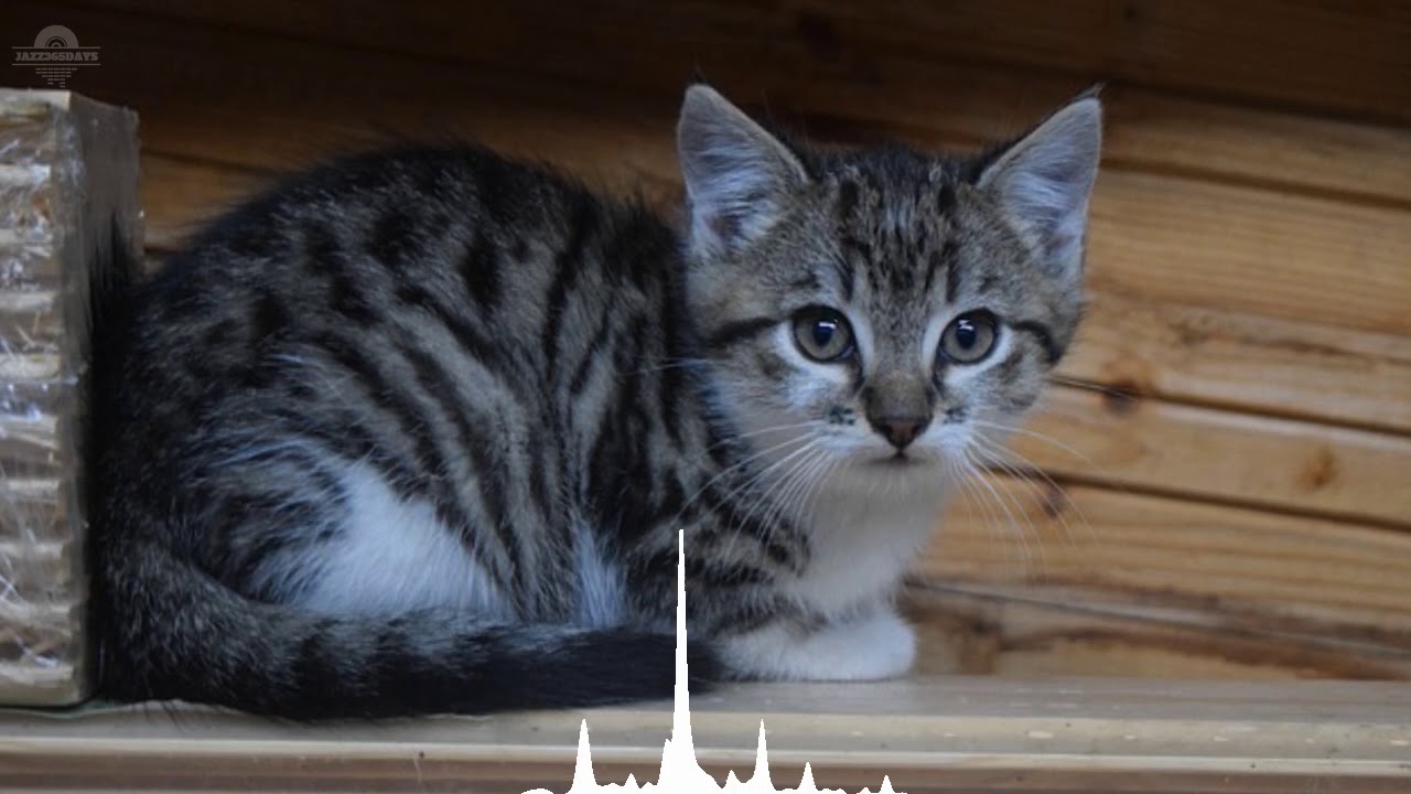 8hours Sleep and relax Music For Dogs, Cats & All Pets, Stress Relief