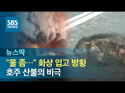 화상 입고 도로 방황하는 <strong>웜뱃</strong>…호주 산불의 비극 / SBS / 뉴스딱