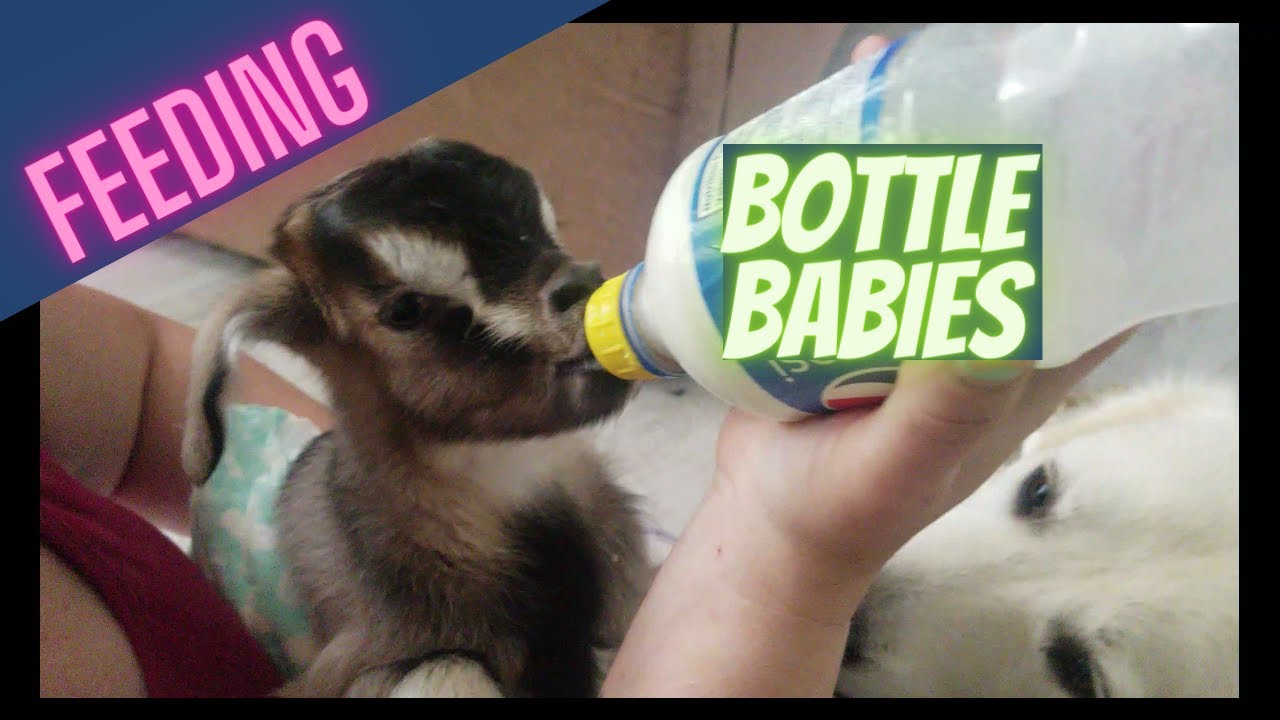 Bottle Baby Goats Feeding those babies! YouTube