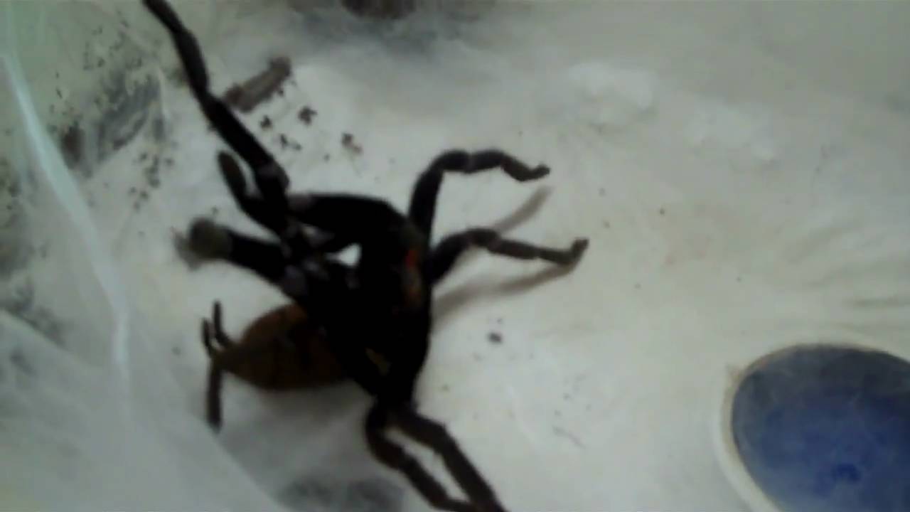 tarantula spider INDIAN VIOLET TARANTULA LOVES TO BE HUGGED