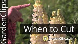 Lupines - When To Cut Flowers